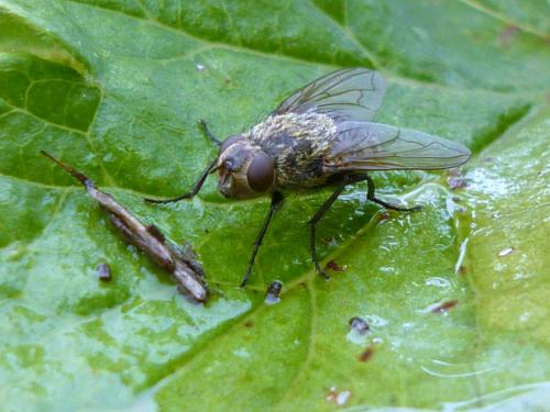 Réf. 243 549 : Pollenia sp.